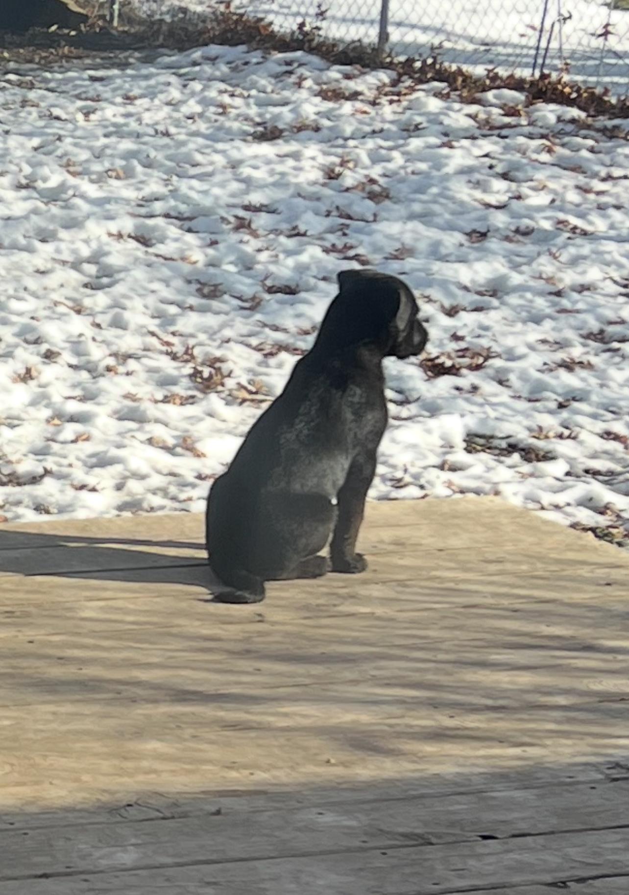 Clay, an adopted mixed breed in Sioux Falls, SD image 3/3