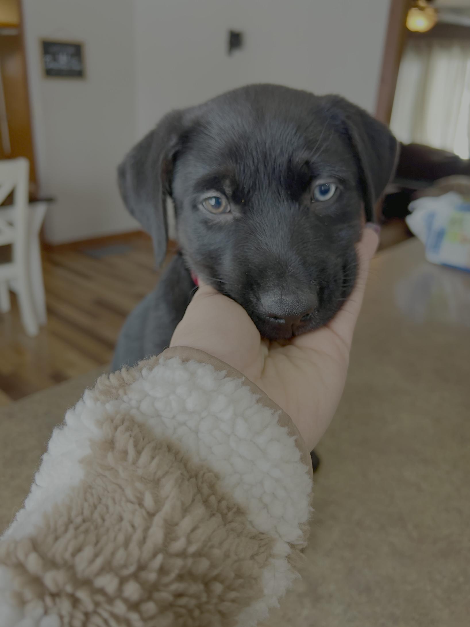 Clay, an adopted mixed breed in Sioux Falls, SD image 2/3
