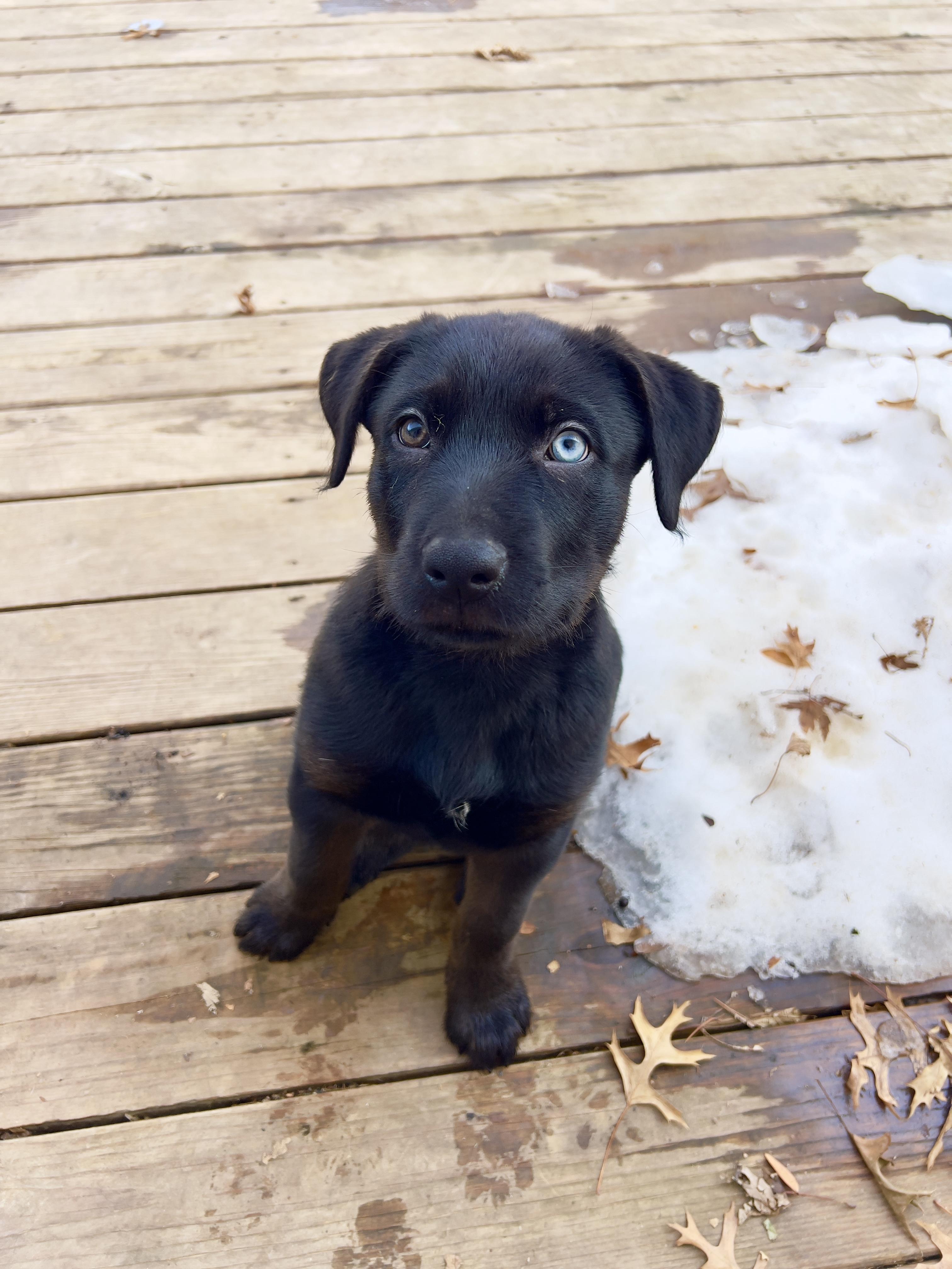 Clay, an adopted mixed breed in Sioux Falls, SD image 1/3