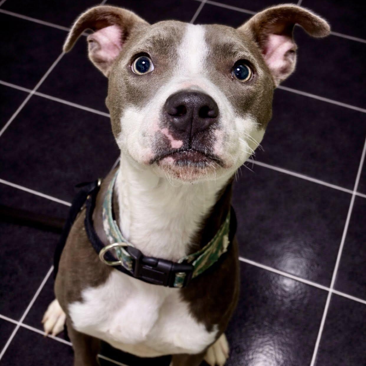 Enlarge Eli, a ADOPTABLE mixed breed in Battle Creek, MI image 1/1