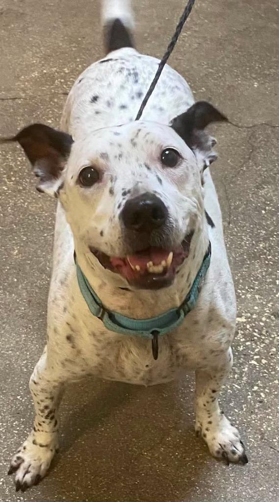 Enlarge Sid Da Kid, a Adoptable Mixed Breed in Ocala, FL image 1/2