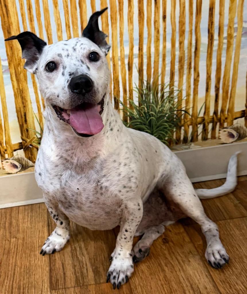 Enlarge Sid Da Kid, a Adoptable Mixed Breed in Ocala, FL image 2/2