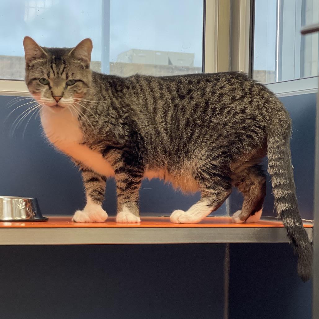 Enlarge Marlowe, a Adoptable mixed breed in Tulsa, OK image 2/3