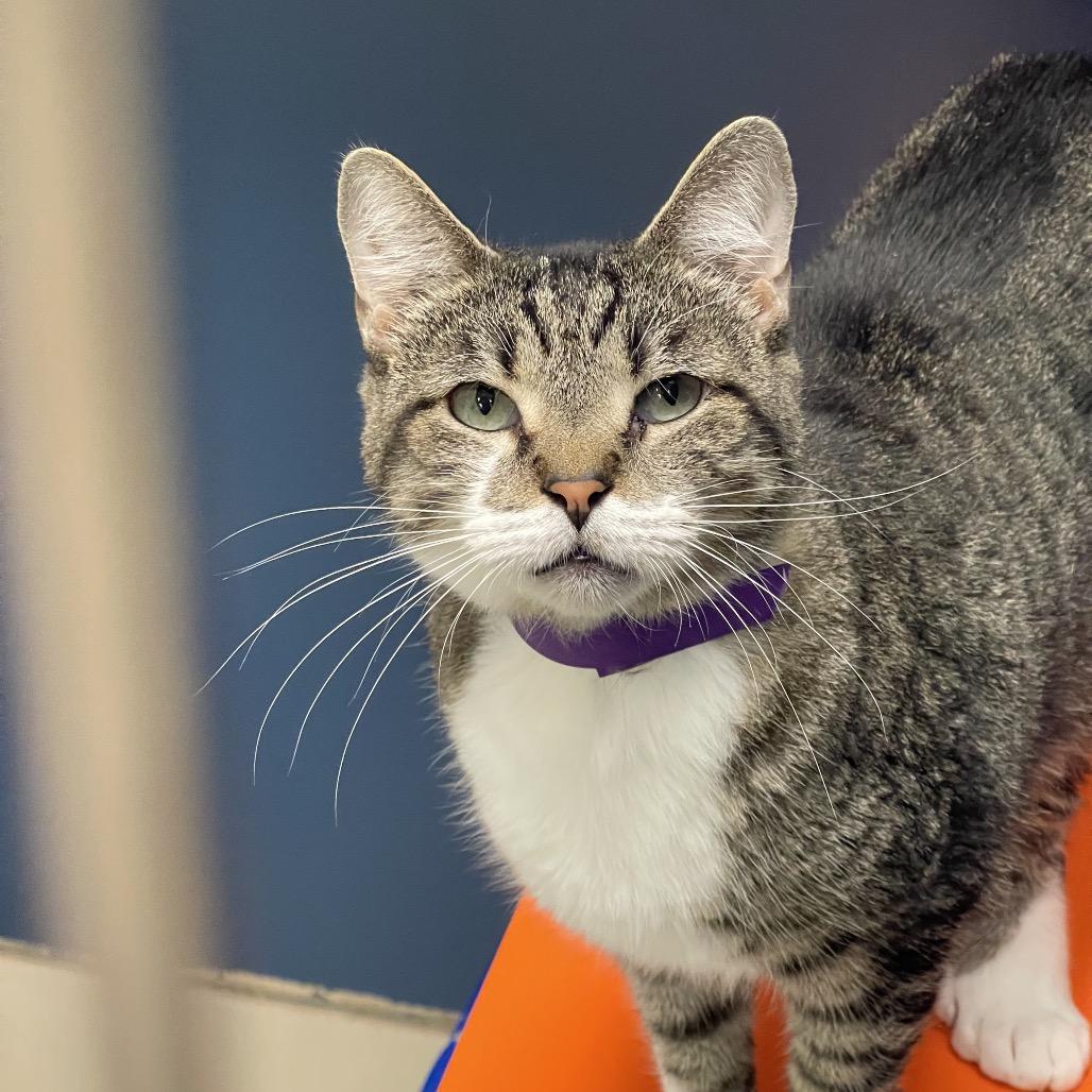 Enlarge Marlowe, a Adoptable mixed breed in Tulsa, OK image 3/3