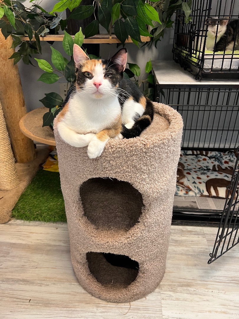 Valley, a Adoptable Calico in Freeport, NY image 1/6