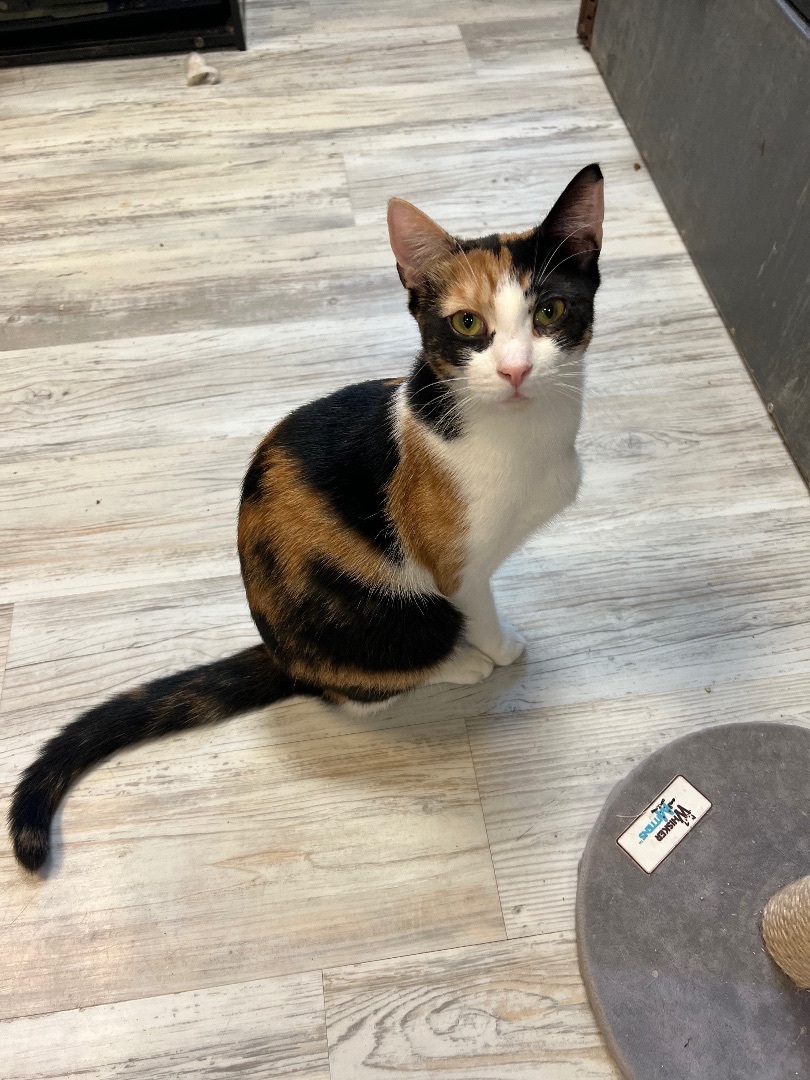 Valley, a Adoptable Calico in Freeport, NY image 2/6