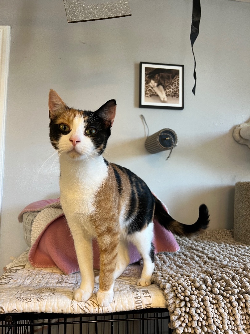 Valley, a Adoptable Calico in Freeport, NY image 3/6
