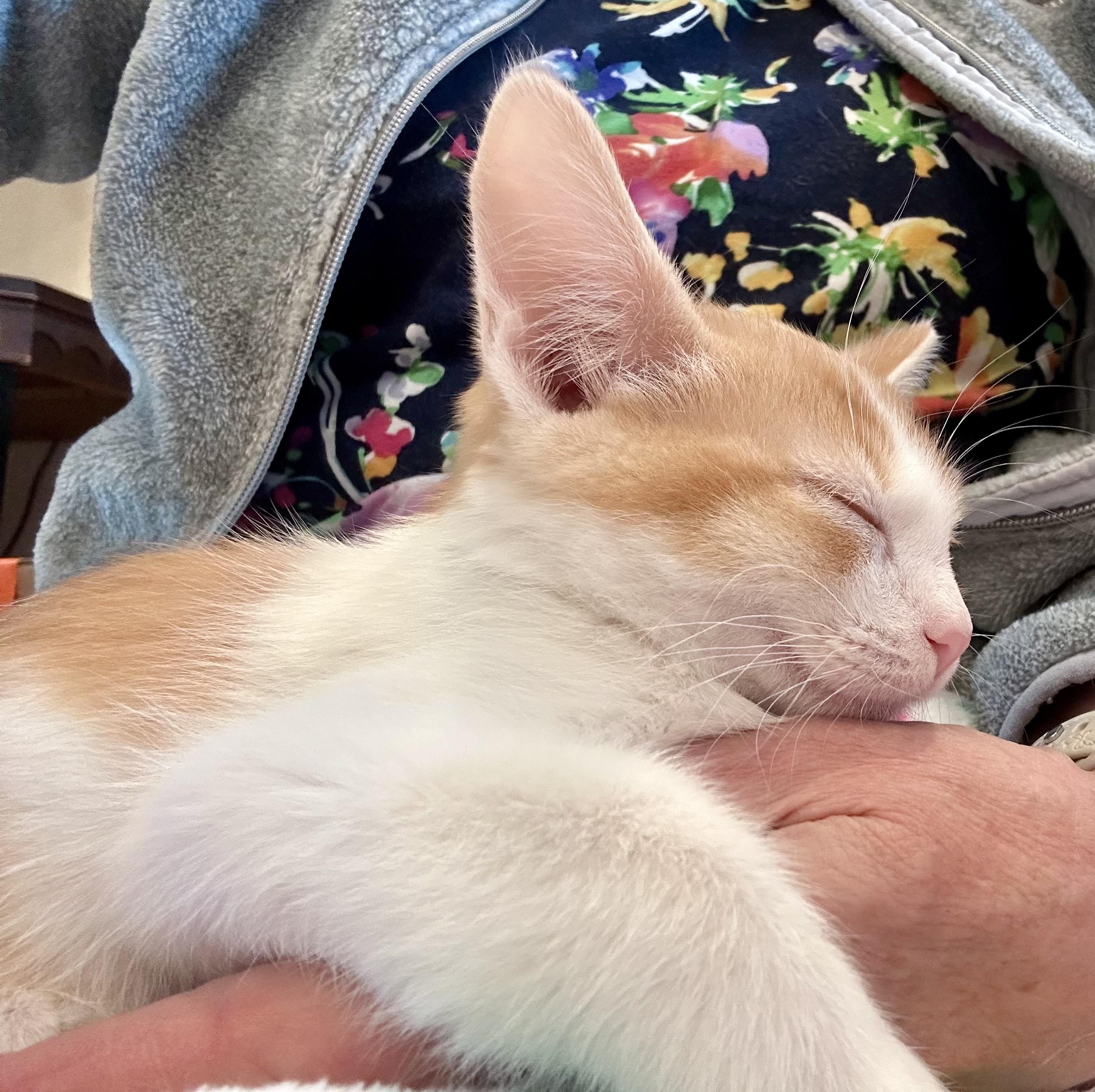 Clem, Adoptable, Kitten Male Domestic Short Hair.
