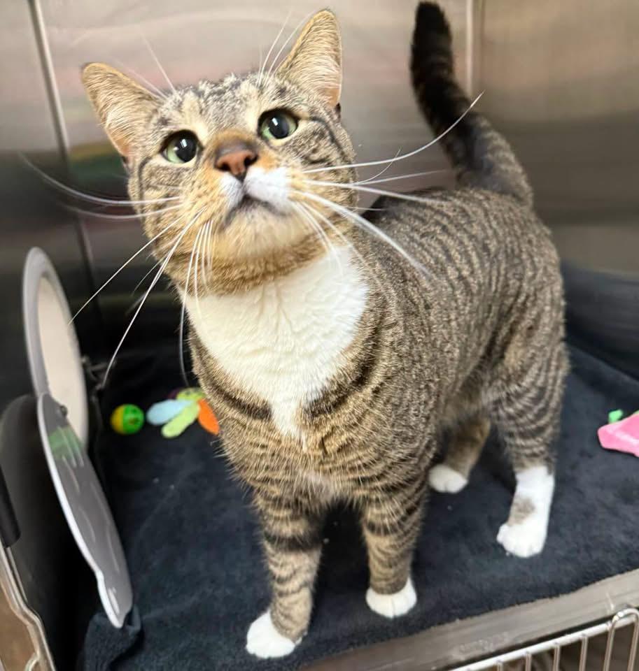 Zeus, adopted, Adult Male Domestic Short Hair.