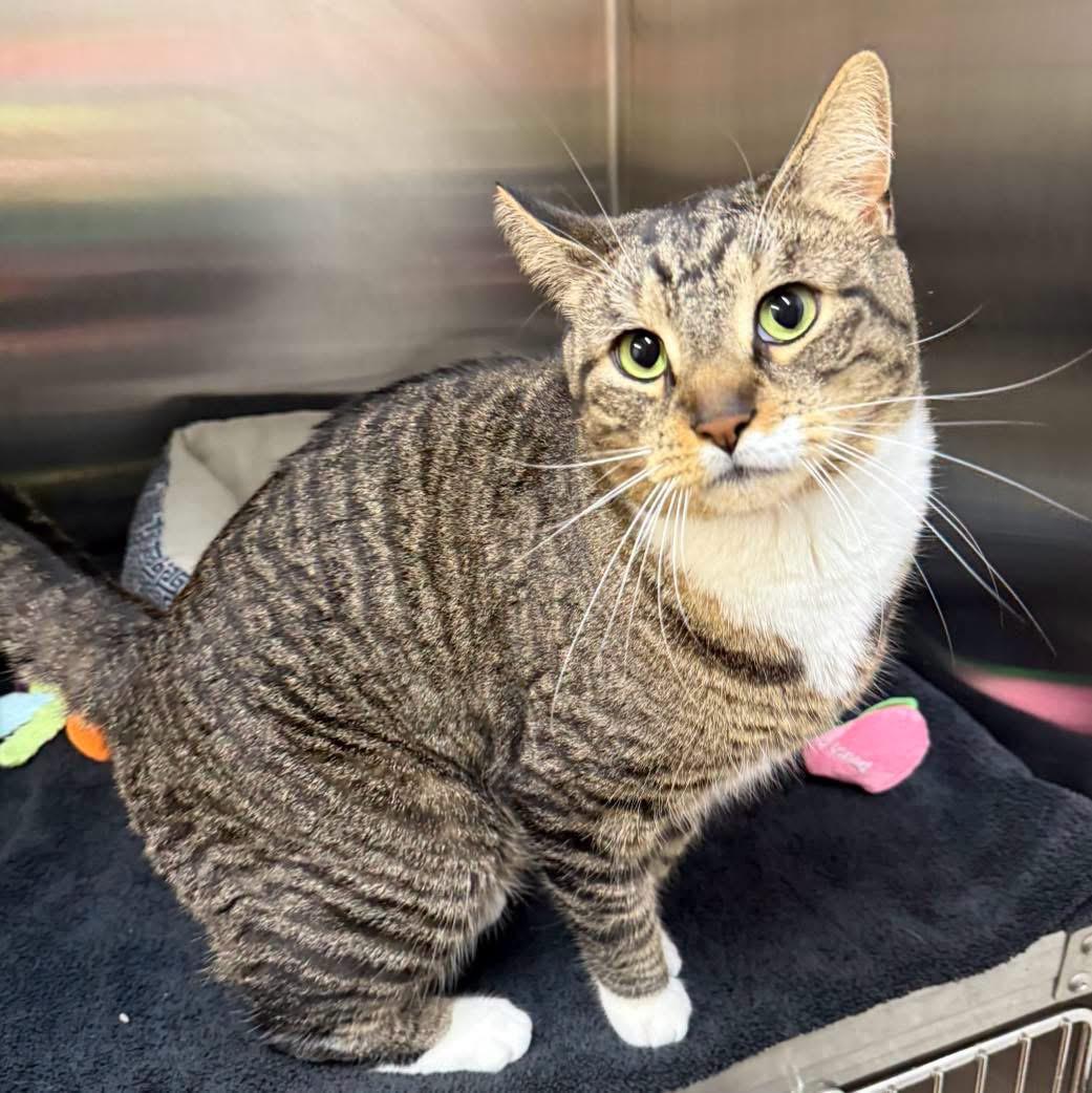 Zeus, an adopted Domestic Short Hair in Howes Cave, NY image 2/2