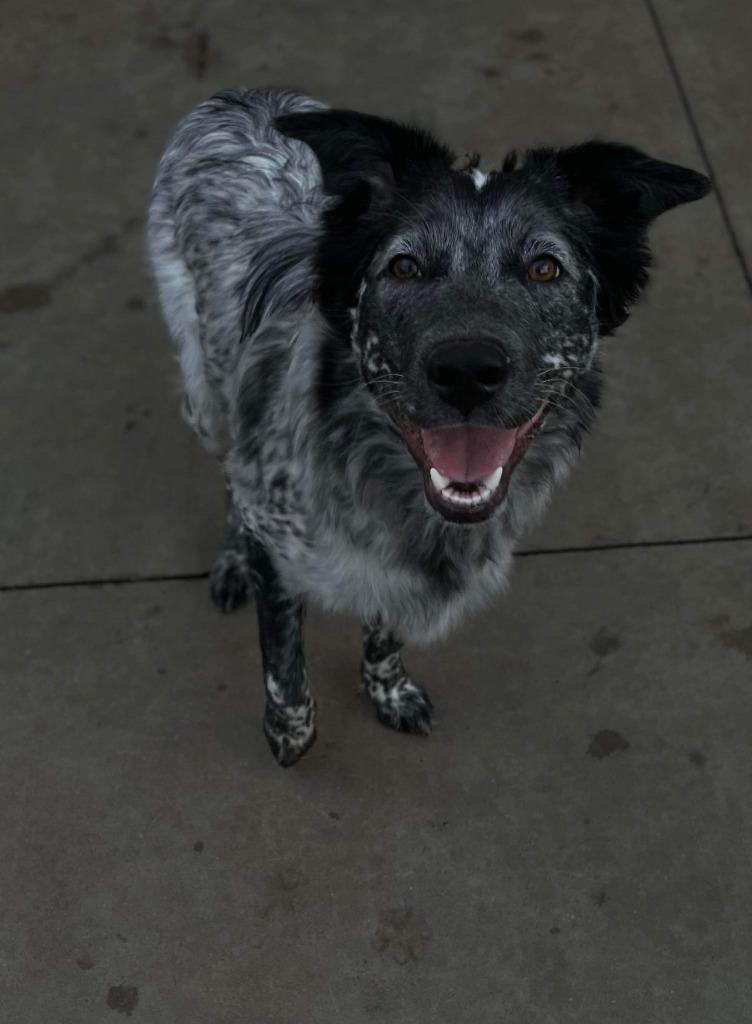 Enlarge Knox (Deaf), a Adoptable mixed breed in Didsbury, AB image 1/1