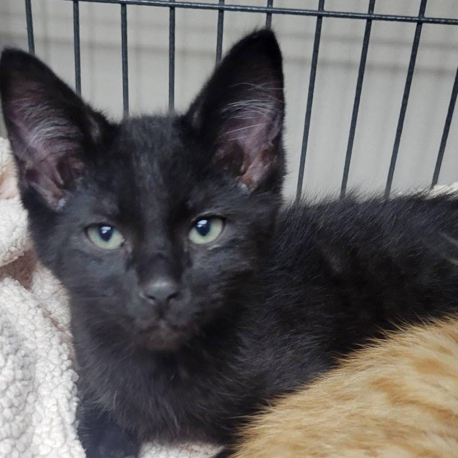 Miguel, Adoptable, Kitten Male Domestic Short Hair.