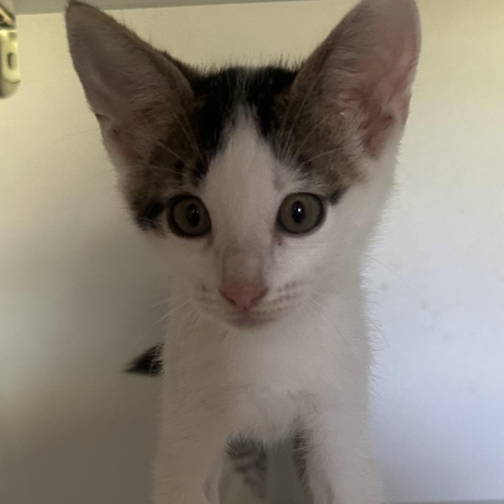 Willie, Adoptable, Kitten Male Domestic Short Hair.