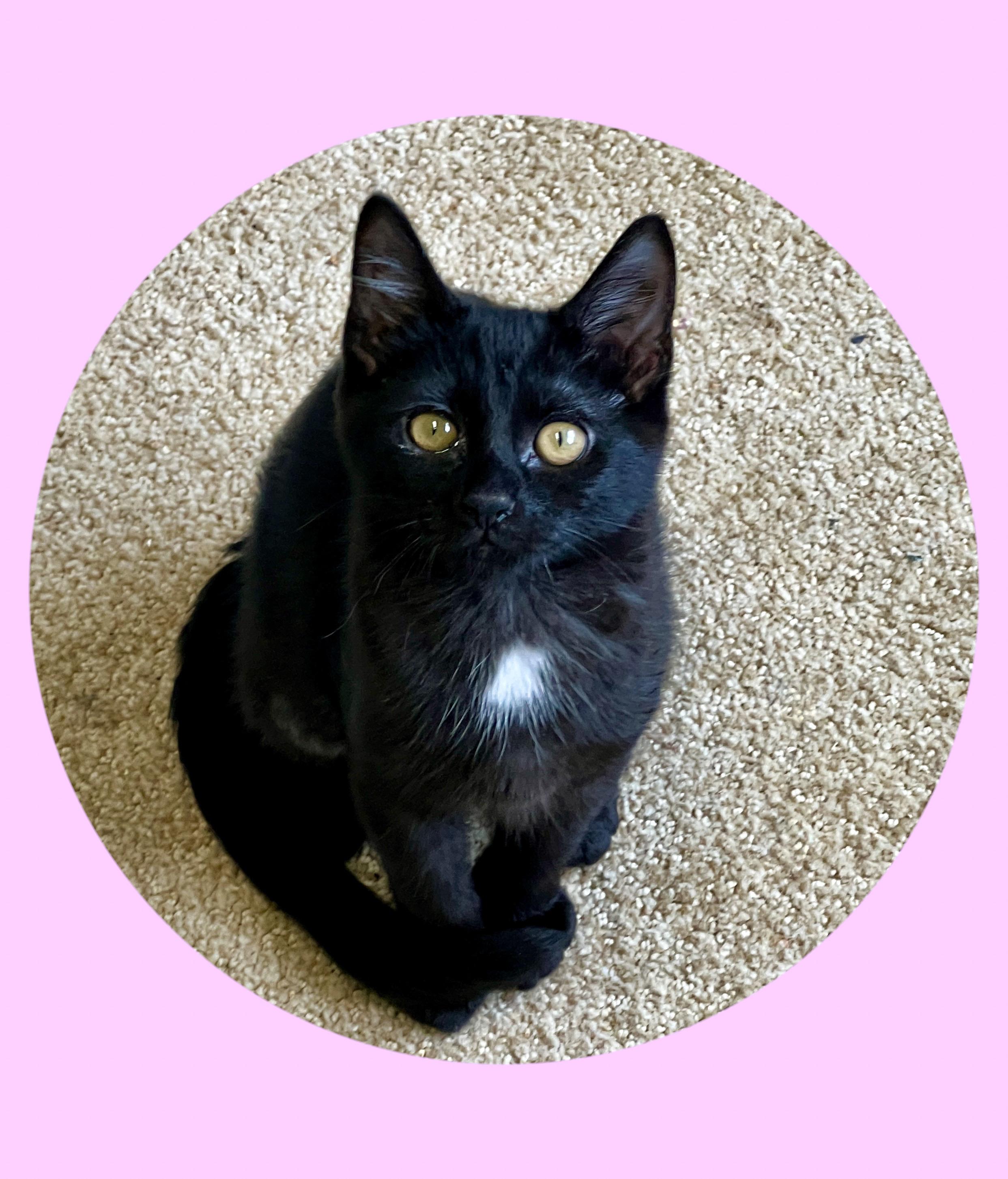 Quiet, an adoptable Domestic Short Hair in Pasco, WA, 99301 | Photo Image 2
