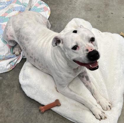 Enlarge Precious, a Adoptable mixed breed in Humboldt, IA image 1/3