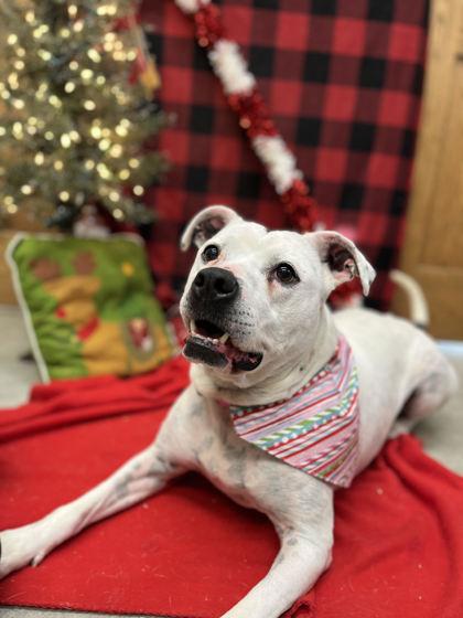 Enlarge Precious, a Adoptable mixed breed in Humboldt, IA image 2/3