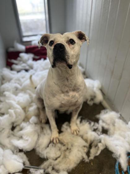 Precious, Adoptable, Adult Female Pit Bull Terrier & Mixed Breed.