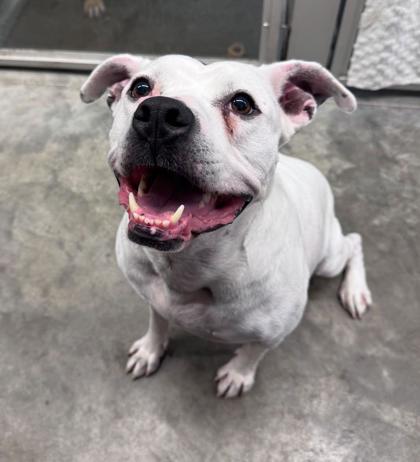 Enlarge Precious, a Adoptable mixed breed in Humboldt, IA image 2/3
