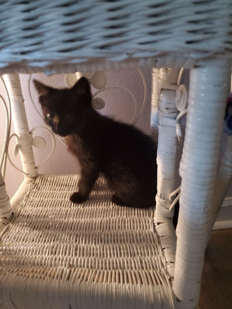 Enlarge O'Possum, a Adopted Domestic Short Hair in Dacula, GA image 1/3