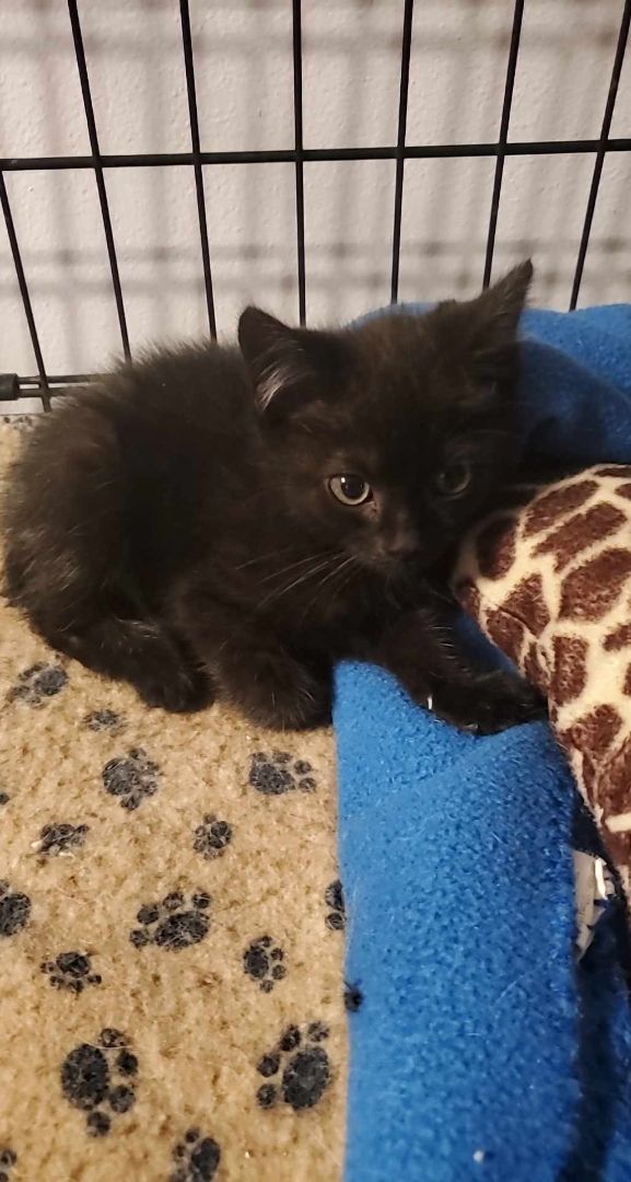 Enlarge O'Possum, a Adopted Domestic Short Hair in Dacula, GA image 2/3