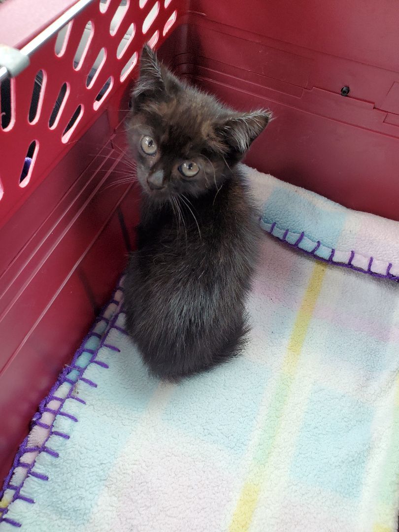 Enlarge O'Possum, a Adopted Domestic Short Hair in Dacula, GA image 3/3