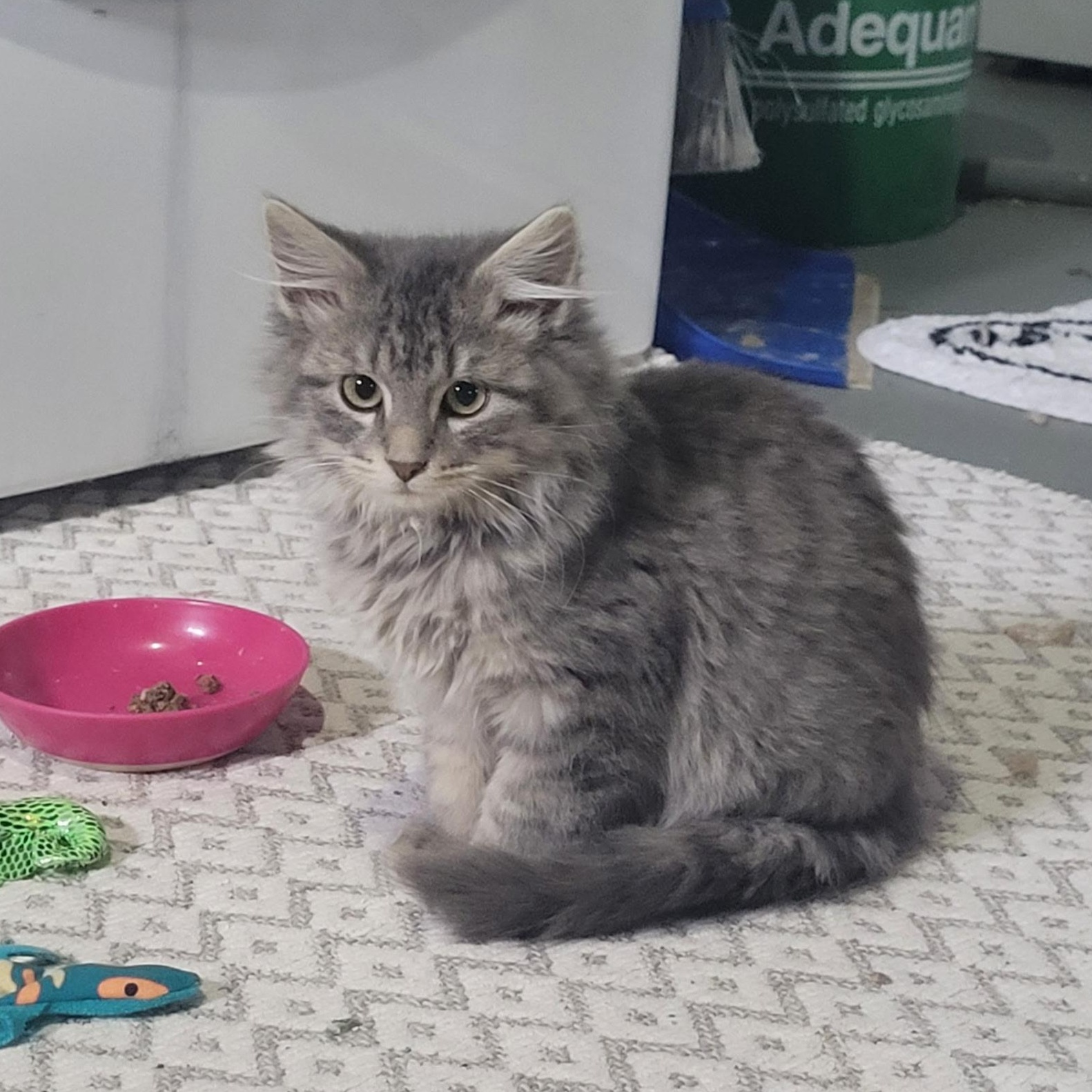 Banana Slug , Adoptable, Kitten Male Domestic Long Hair & Tabby.