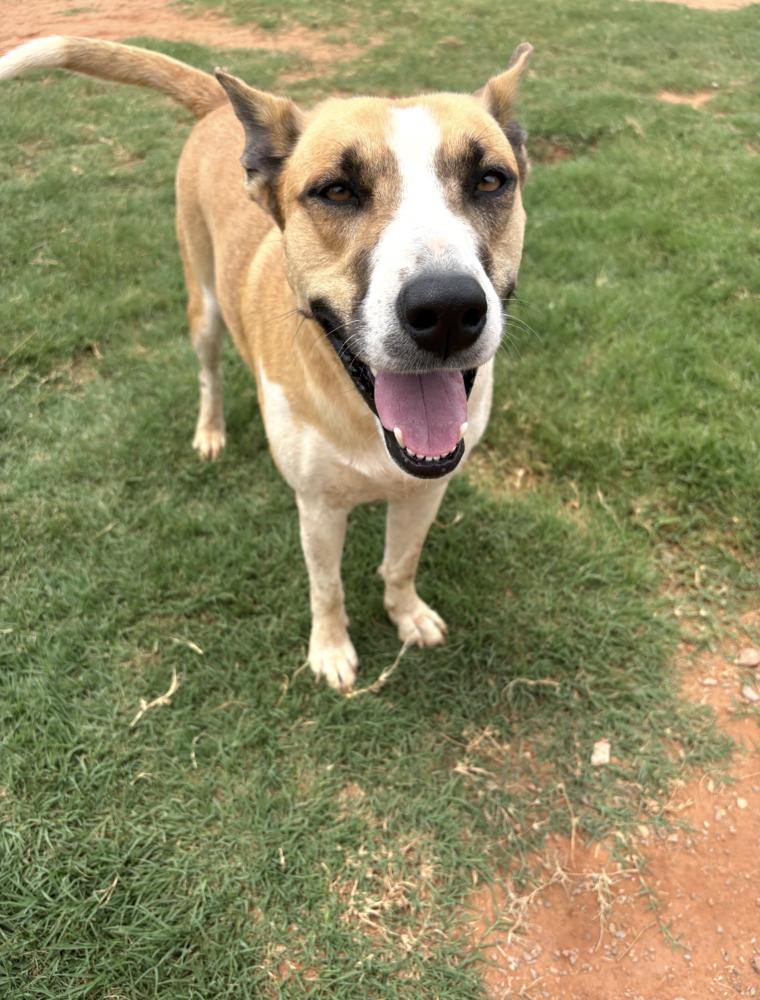 Enlarge Letty, a Adoptable mixed breed in Deerfield, WI image 1/1