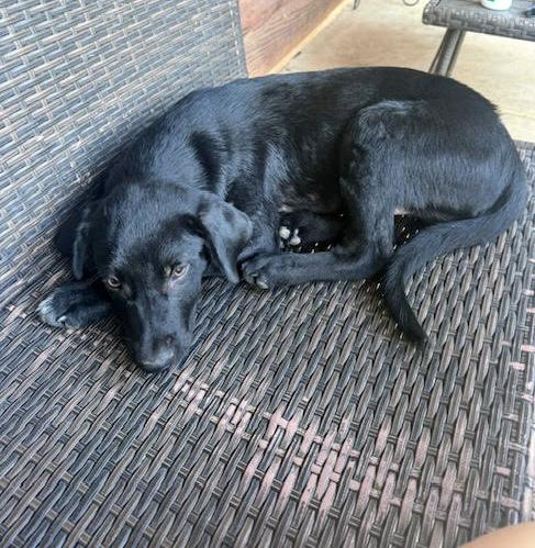 Banjo, a Adoptable mixed breed in Okmulgee, OK image 5/5