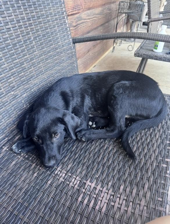 Banjo