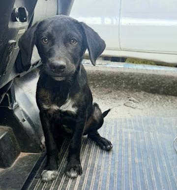 Banjo, a Adoptable mixed breed in Okmulgee, OK image 2/5