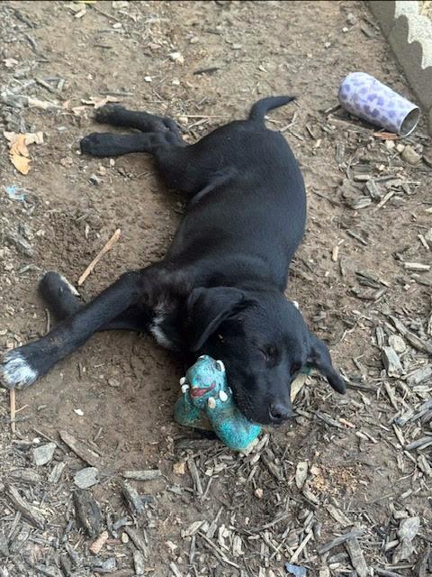 Banjo, a Adoptable mixed breed in Okmulgee, OK image 3/5