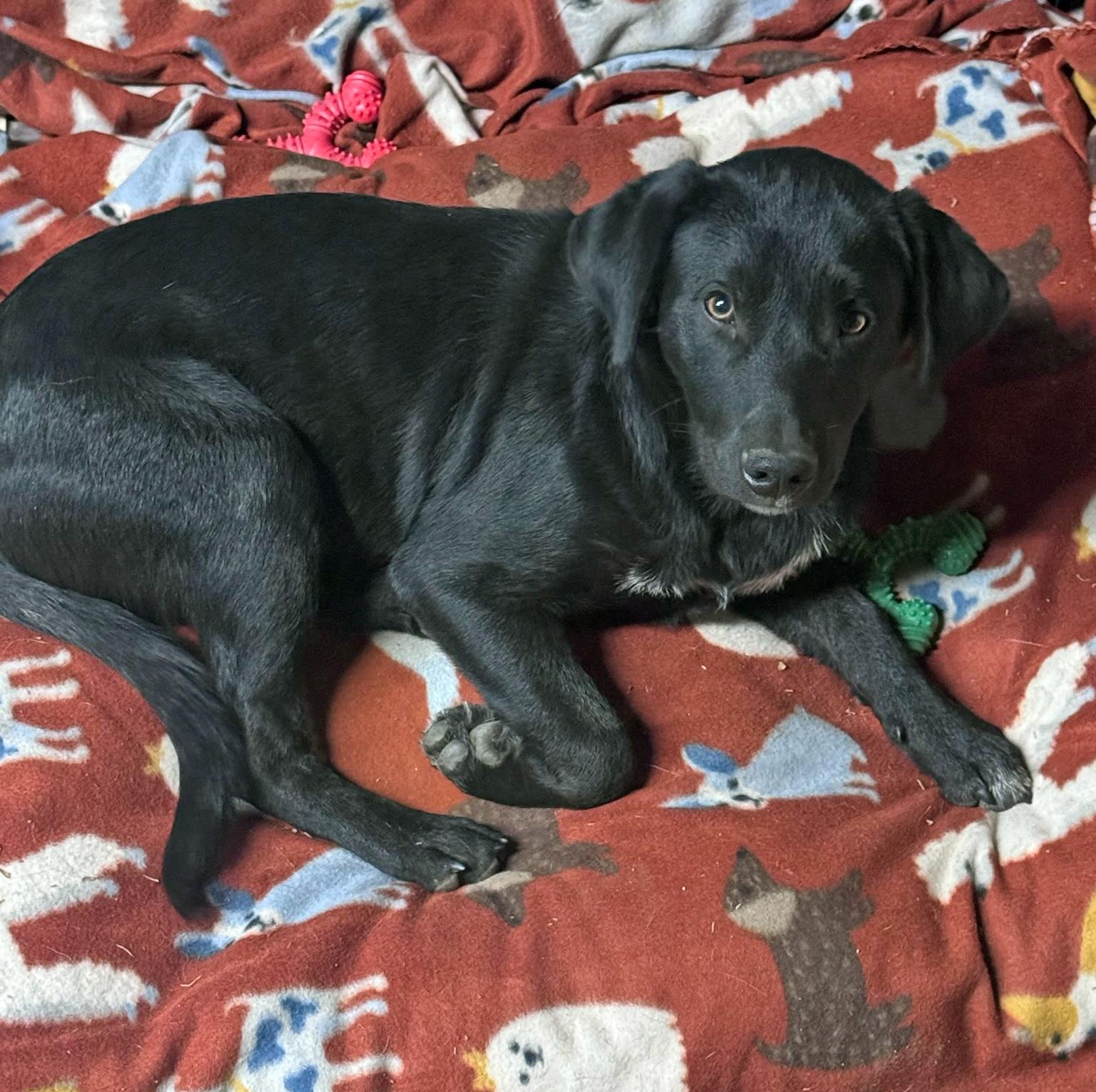 Banjo, Adoptable, Young Male Labrador Retriever.