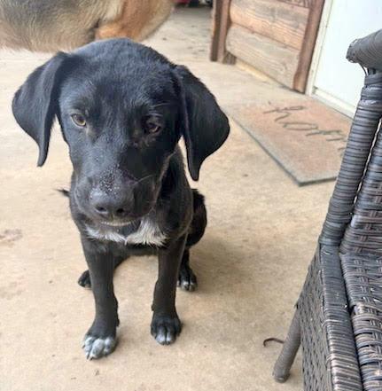 Banjo, a Adoptable mixed breed in Okmulgee, OK image 4/5