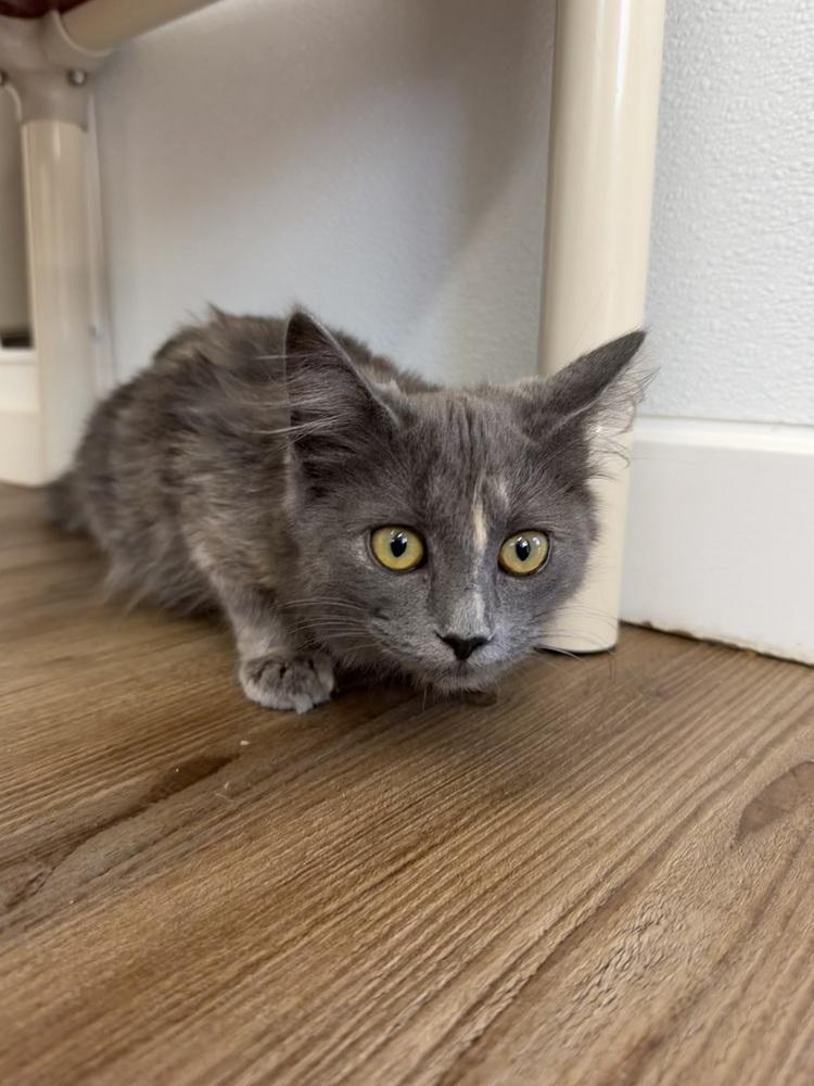 Darby, Adoptable, Young Female Domestic Medium Hair.