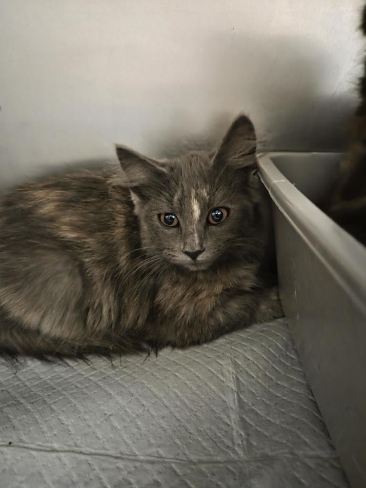 Enlarge Darby, a Adoptable Domestic Medium Hair in Salmon, ID image 2/3