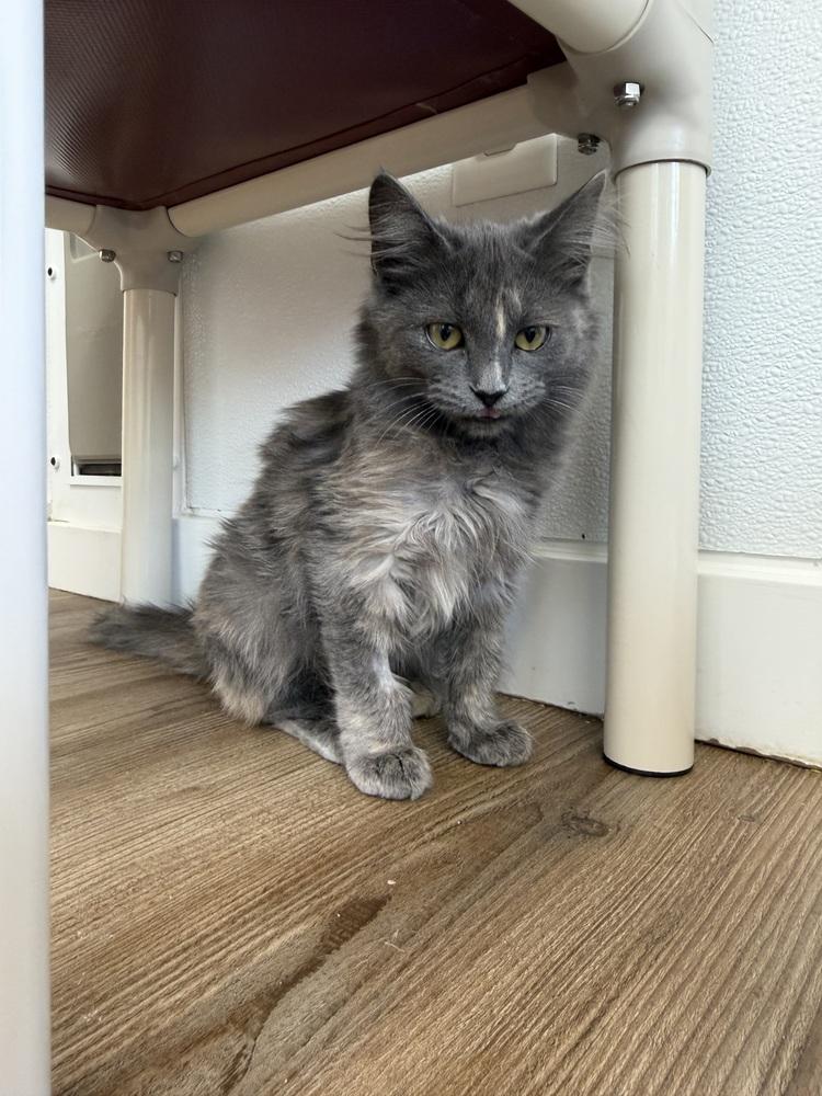 Enlarge Darby, a Adoptable Domestic Medium Hair in Salmon, ID image 3/3