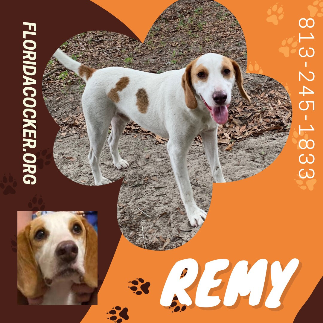Remy, an adoptable Hound Mix in Land O Lakes, FL_image-1