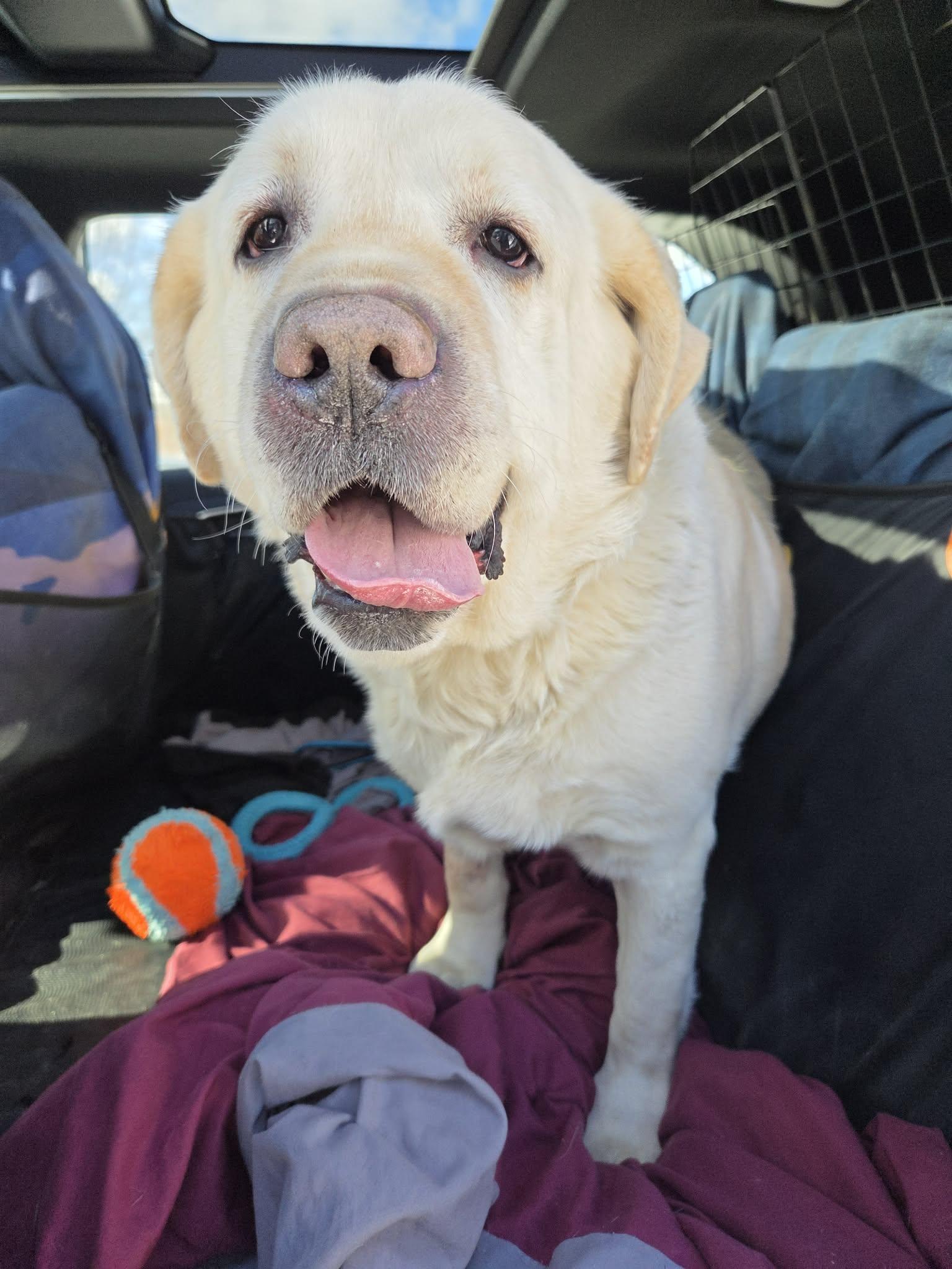 Enlarge Max McGee-Not Accepting Applications Yet!!!, a ADOPTABLE Yellow Labrador Retriever in Medina, OH image 1/2