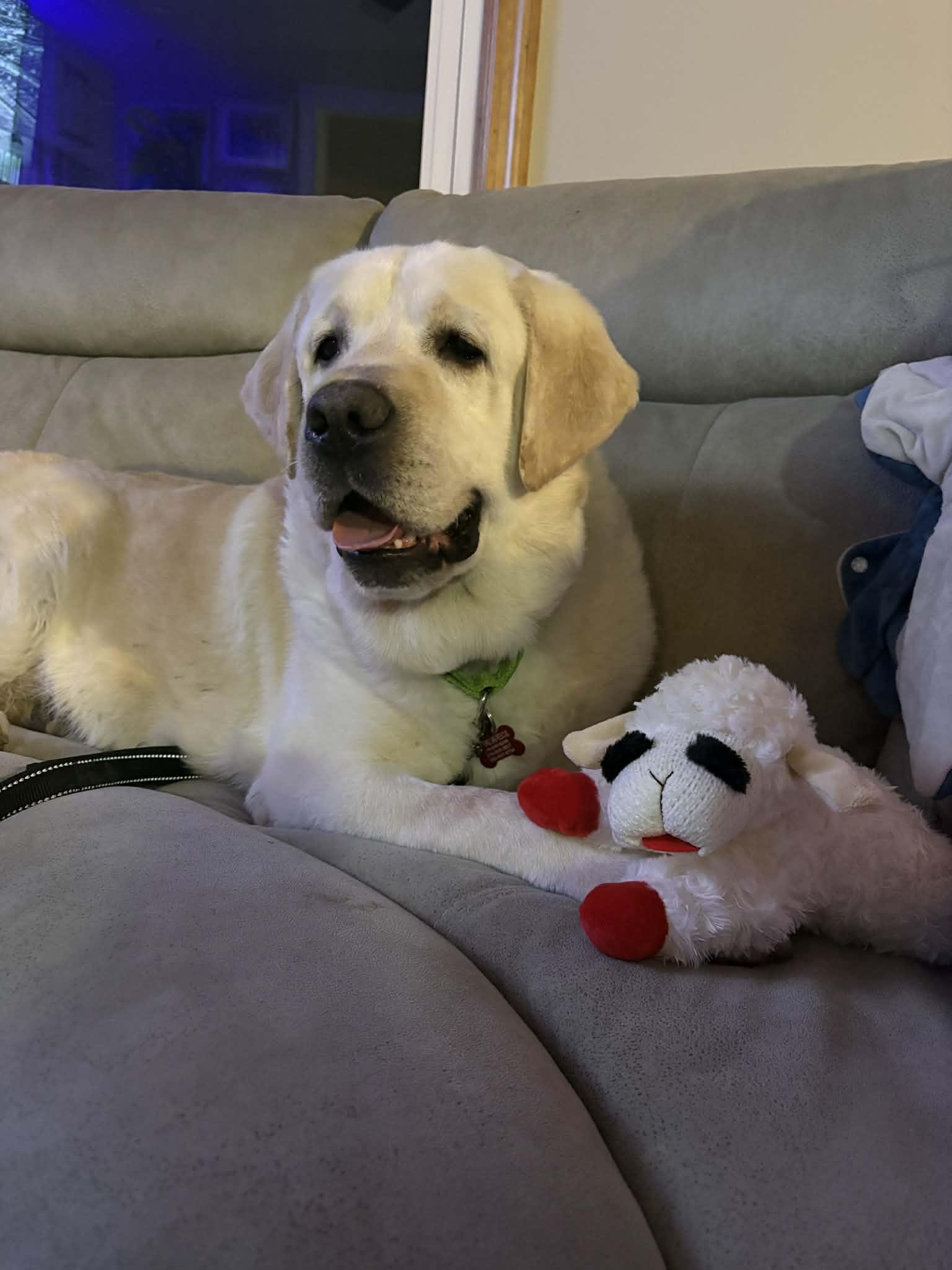 Enlarge Max McGee, an adoption pending Yellow Labrador Retriever in Medina, OH image 2/5