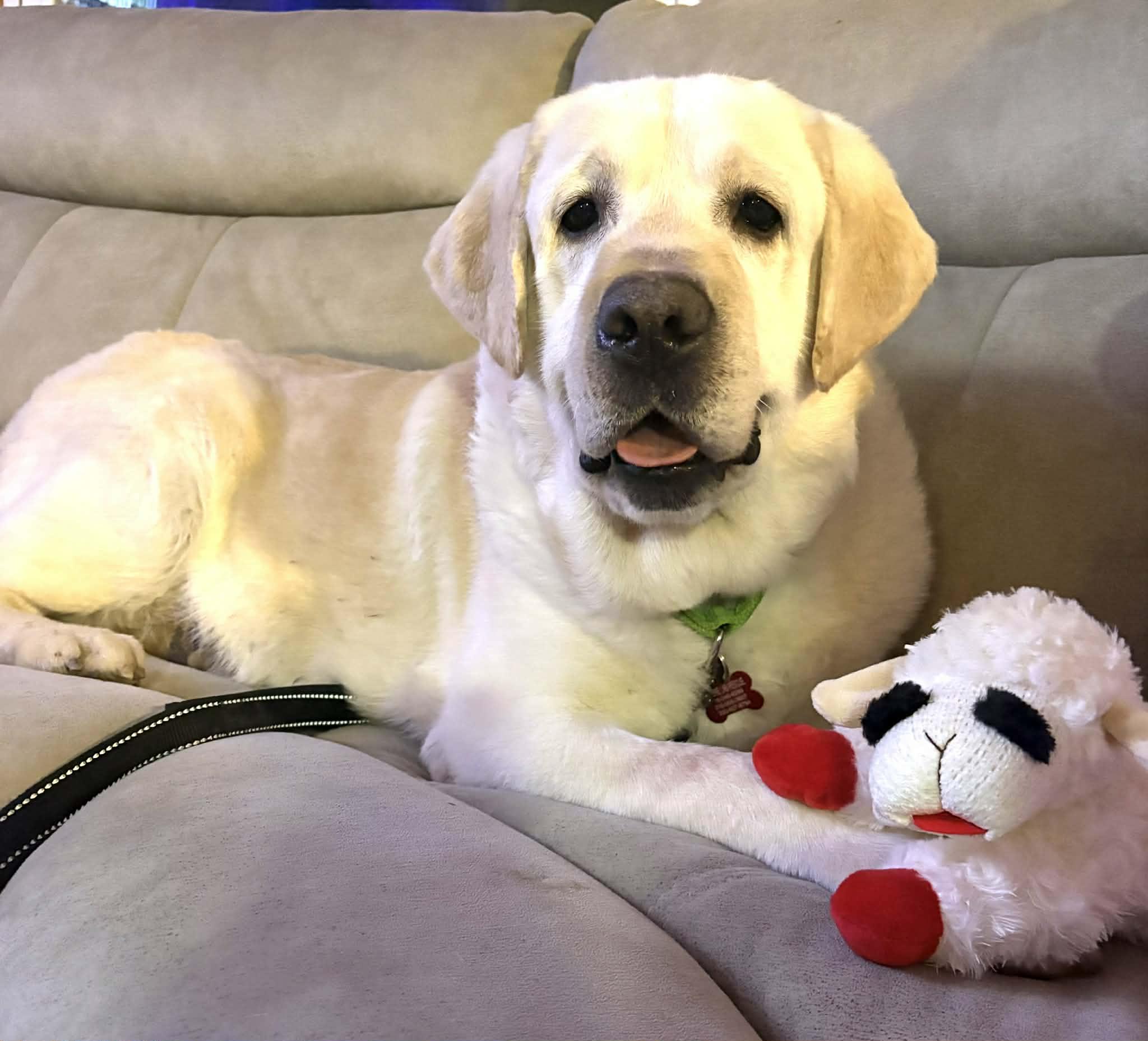 Enlarge Max McGee, an adoption pending Yellow Labrador Retriever in Medina, OH image 1/5