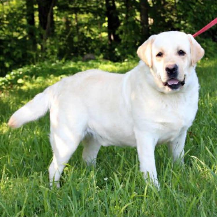 Enlarge Max McGee-Not Accepting Applications Yet!!!, a ADOPTABLE Yellow Labrador Retriever in Medina, OH image 2/2