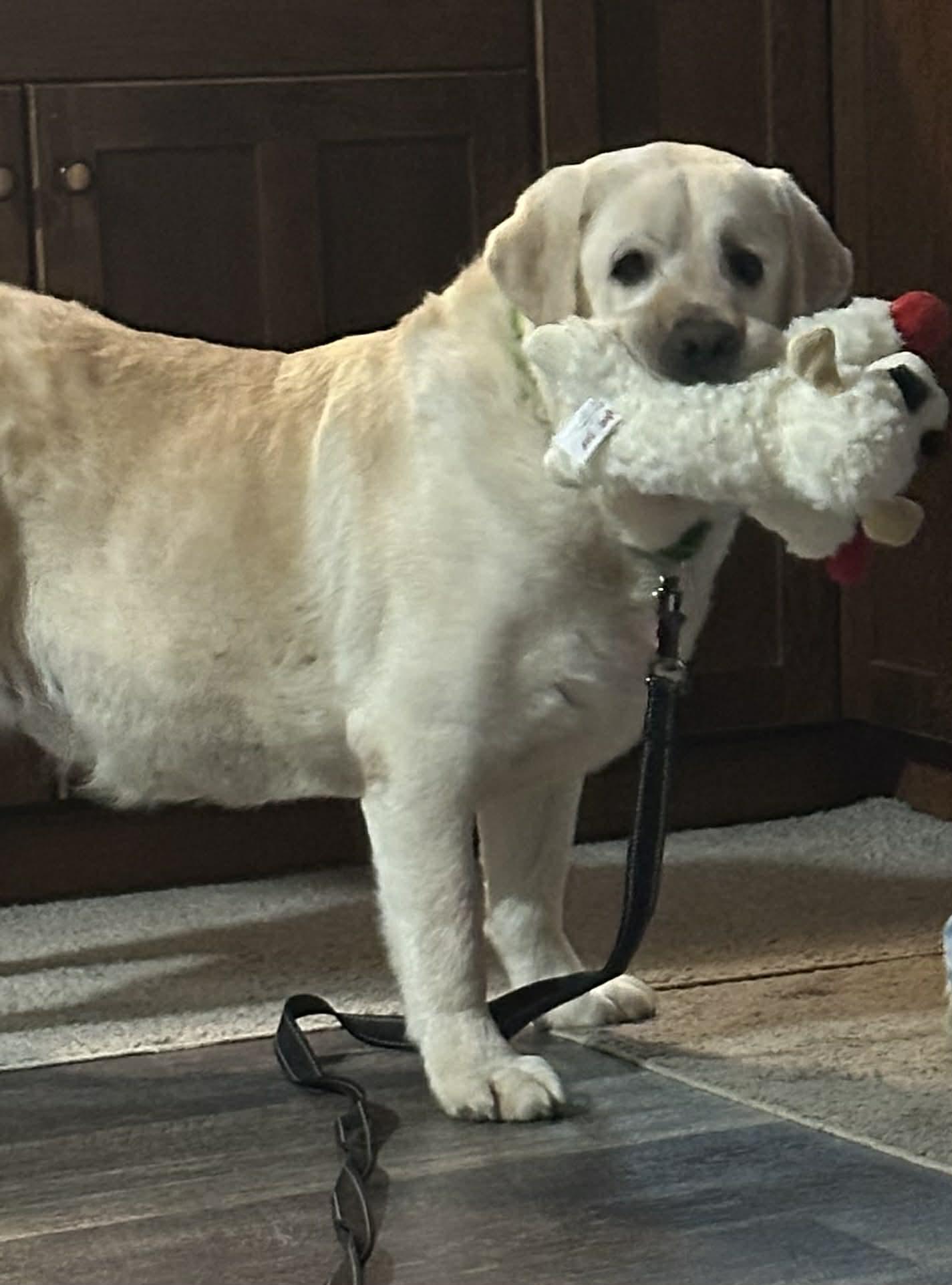Enlarge Max McGee, an adoption pending Yellow Labrador Retriever in Medina, OH image 5/5