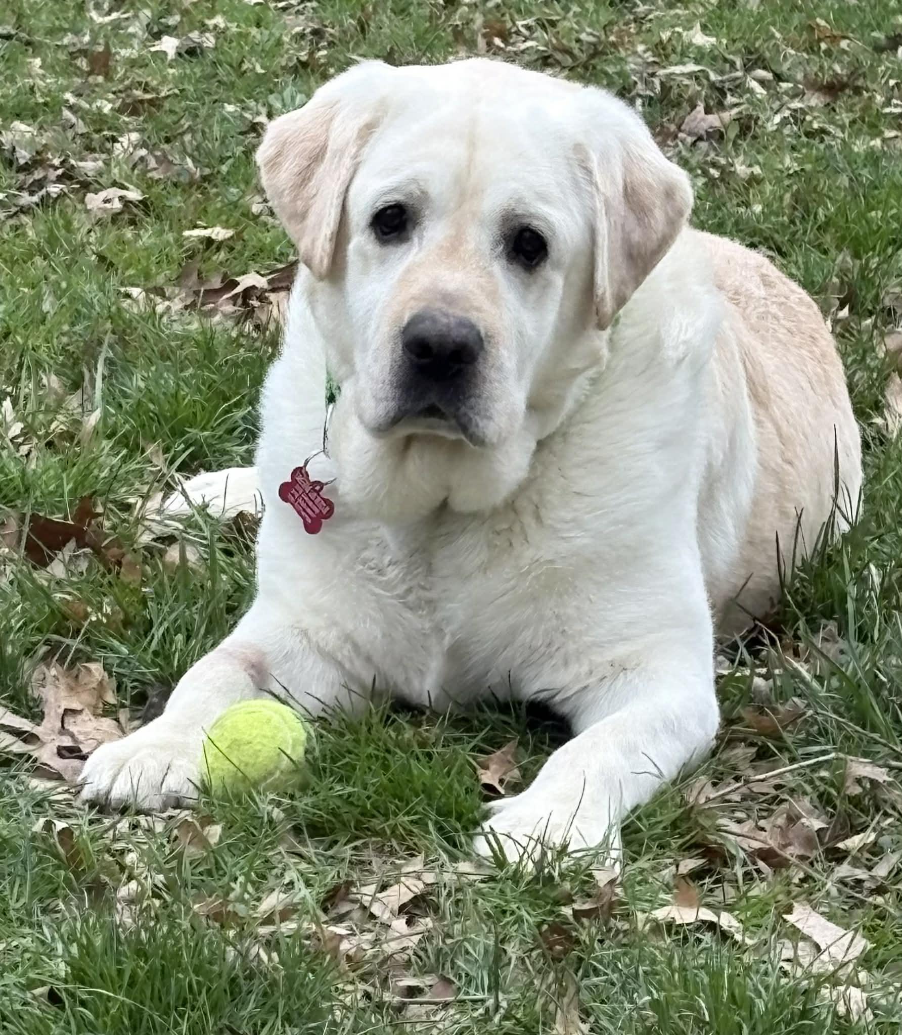 Enlarge Max McGee, an adoption pending Yellow Labrador Retriever in Medina, OH image 3/5