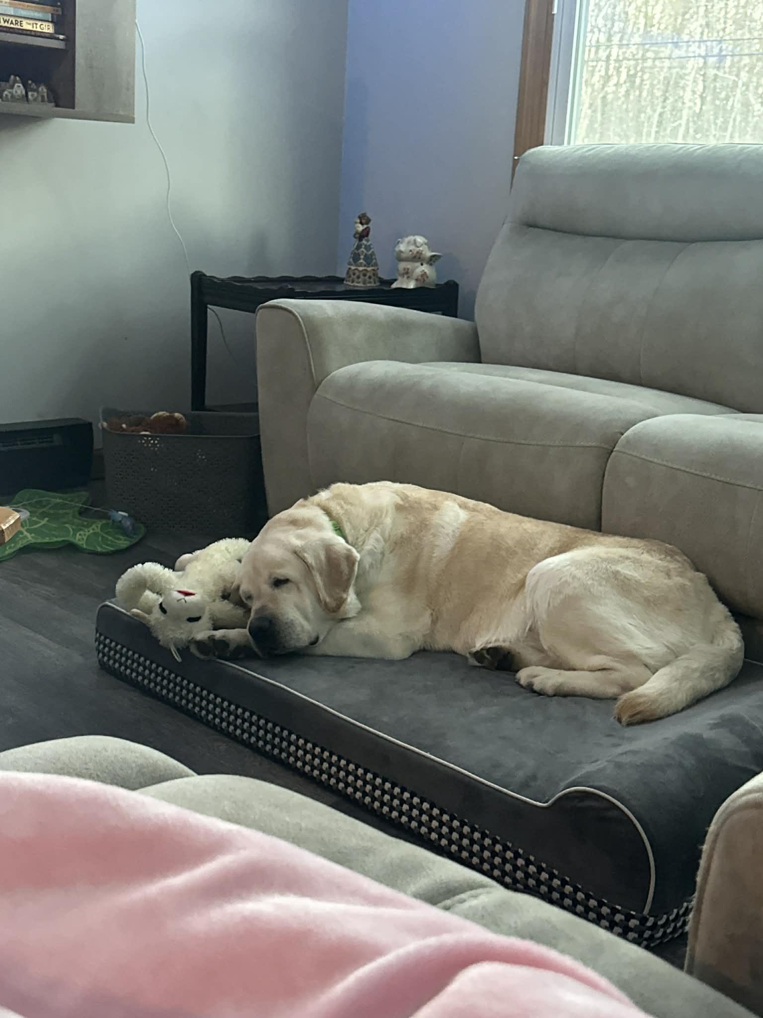 Enlarge Max McGee, an adoption pending Yellow Labrador Retriever in Medina, OH image 4/5