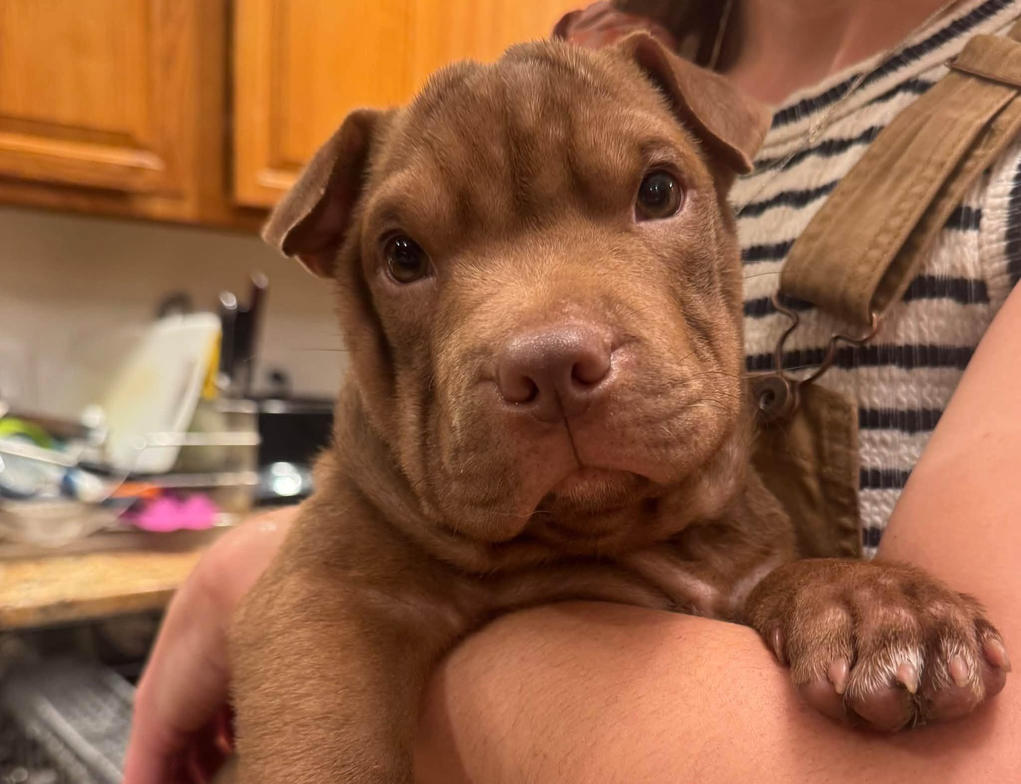 Enlarge Higgins Puppy, a Adopted Mixed Breed in Ossining, NY image 1/2