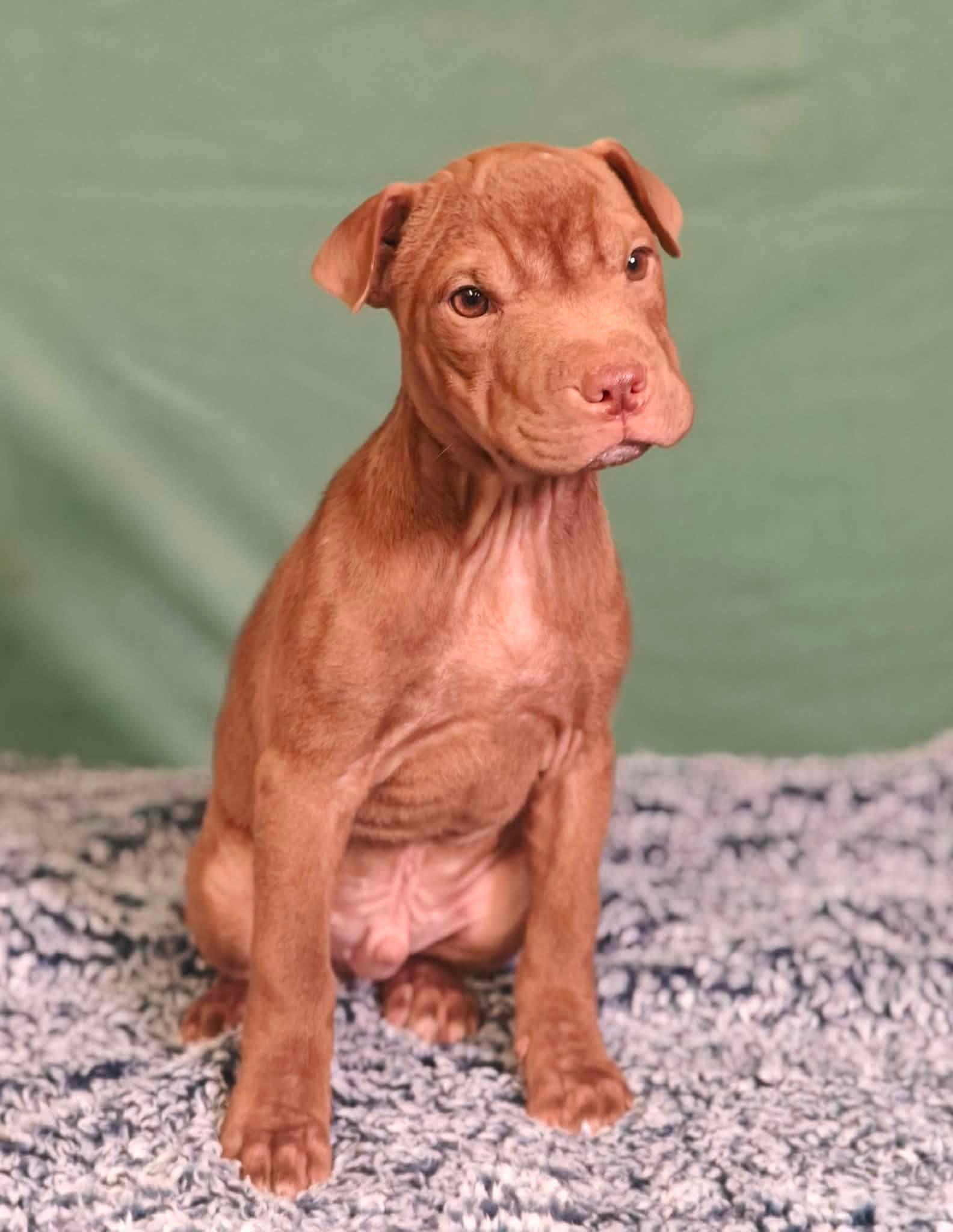 Enlarge Higgins Puppy, a Adopted Mixed Breed in Ossining, NY image 2/2