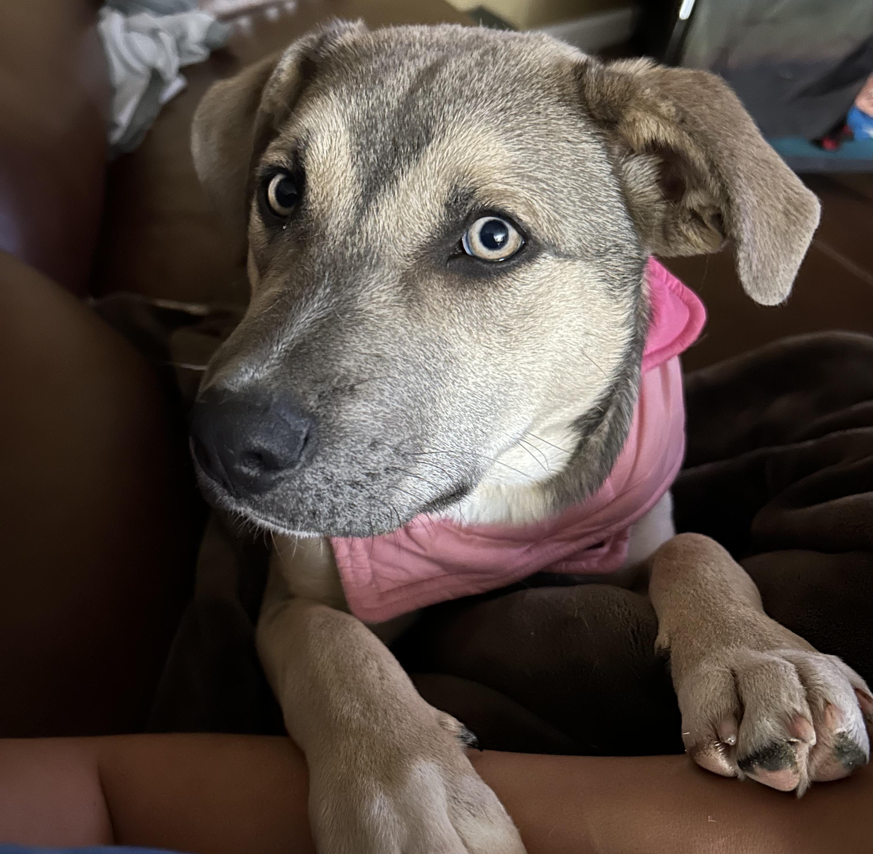 Ella, a ADOPTABLE mixed breed in Benbrook, TX image 3/3