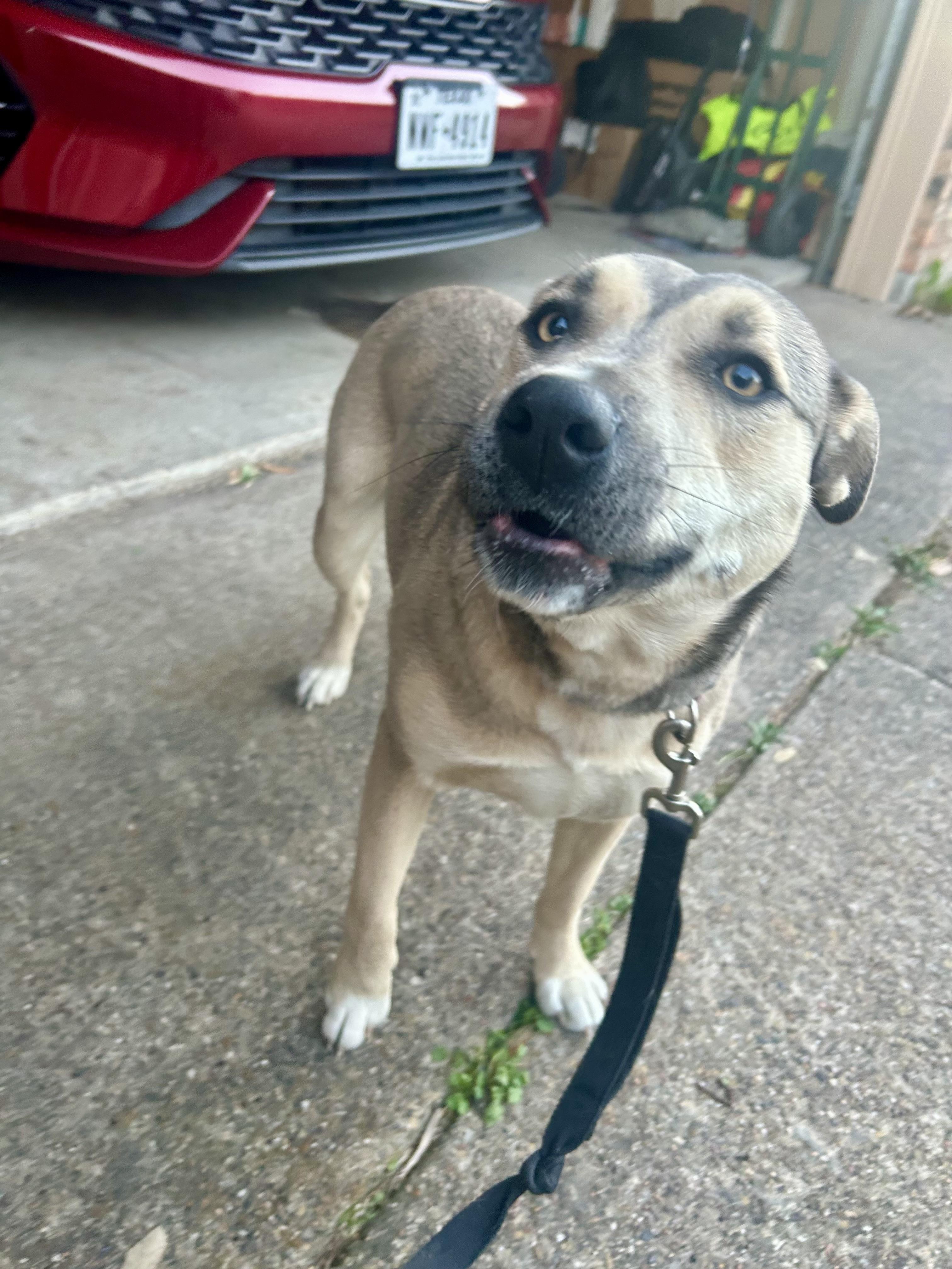 Ella, a ADOPTABLE mixed breed in Benbrook, TX image 2/3