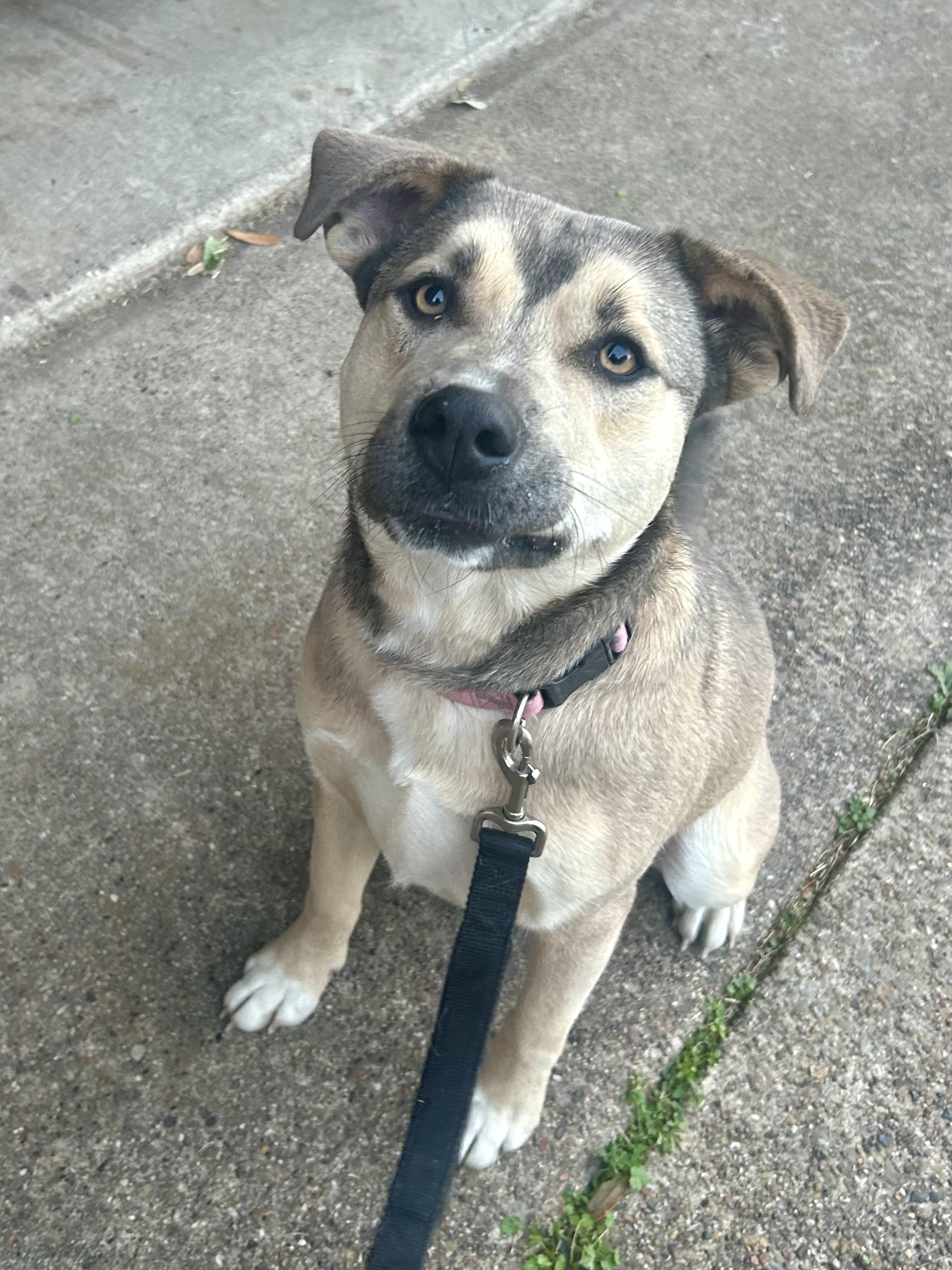 Ella, a ADOPTABLE mixed breed in Benbrook, TX image 1/3