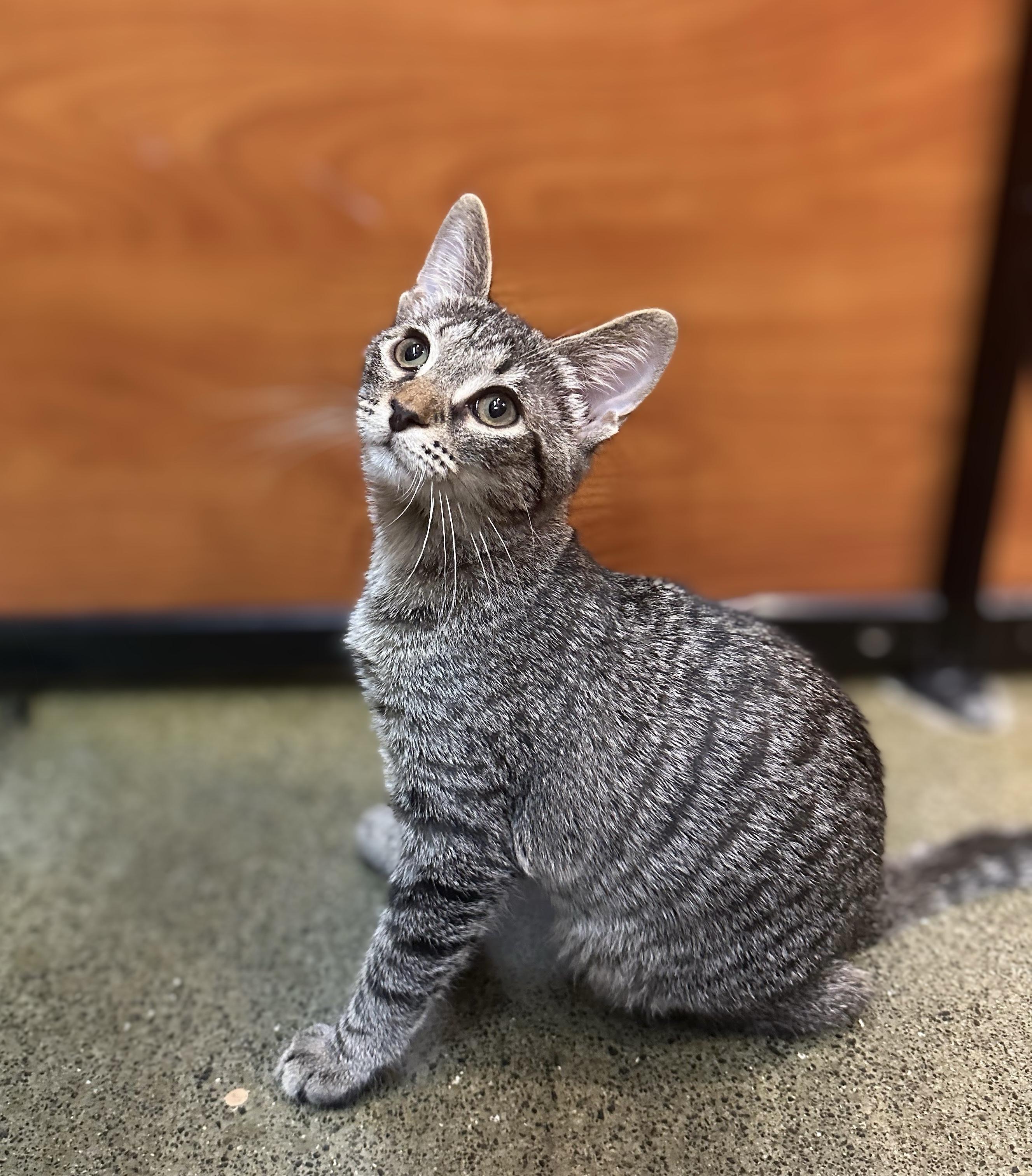Enlarge Freemont Peak, a Adopted Domestic Short Hair in Apex, NC image 5/5